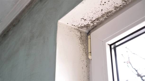 Best Office Mold Removal Services  in Juniper Canyon, OR