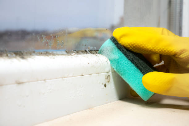 Best Attic Mold Removal  in Juniper Canyon, OR